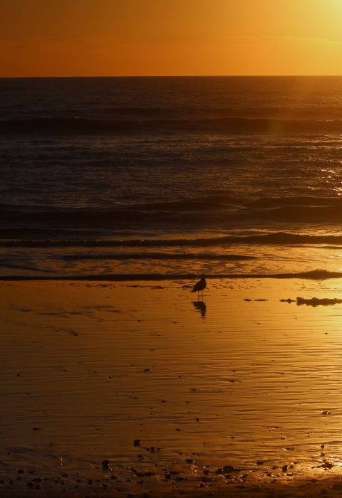 silhouette of coastline with birds walking by water