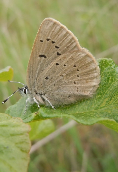 Fenders blue butterfly sitting on a plant. This is a side view where the underside of its wings is visible and you can see its unique spotting pattern.