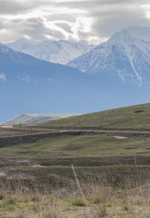 Two bison grazing in an open field with mountains in the background.