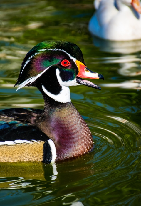 Male wood duck sitting on teal-green water with ripples, facing right with an orange bill, green head and rusty chest