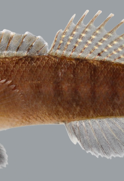 a close up photo of the relict darter