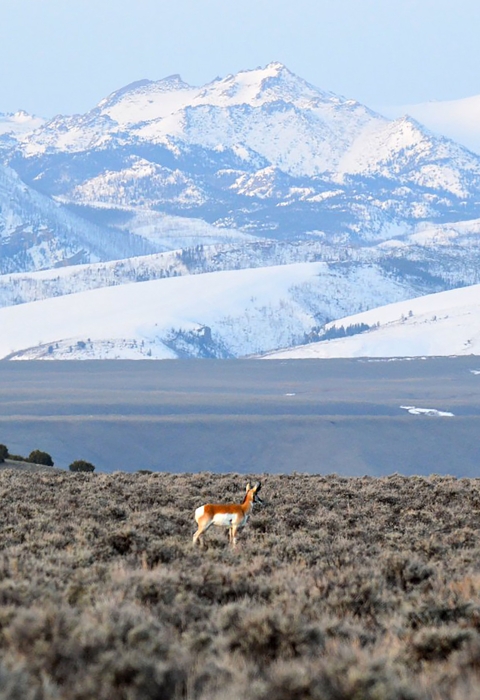 pronghorn in a field of sagebrush against a snowy mountain backdrop