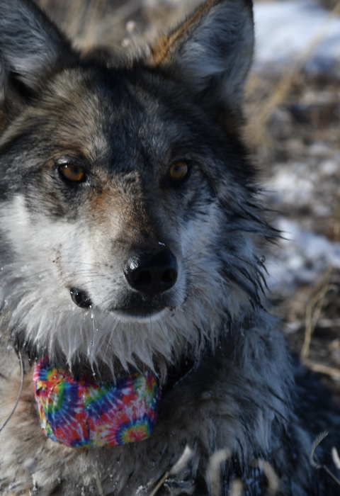 A close up photo of a Mexican wolf wearing a tie-dye colored collar