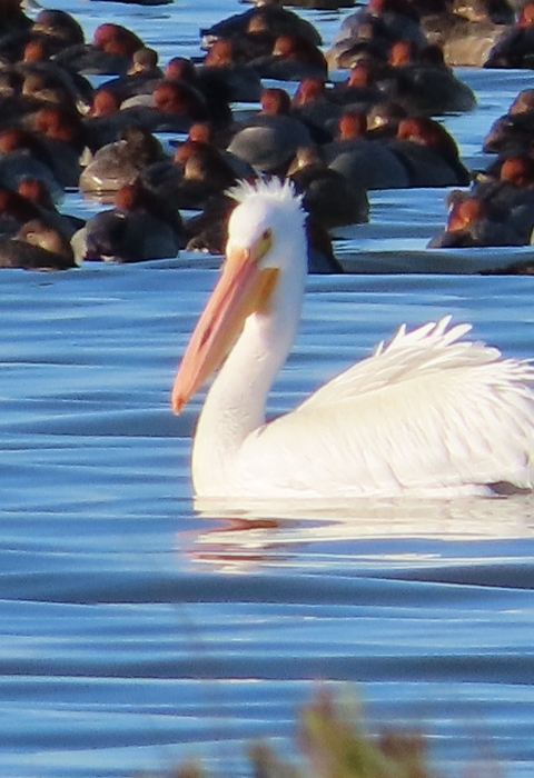 Large white pelican floats on blue water in front of a raft of redhead ducks