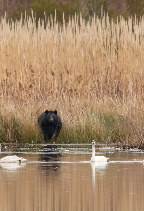 Black bear looking from shore at 4 white tundra swans out of reach on the water