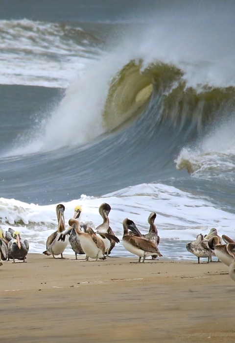 Brown pelicans and gulls stand calmly on sandy shore next to a raging Atlantic Ocean