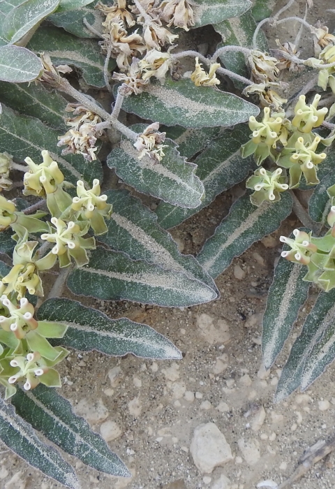 Prostrate milkweed in bloom against a sandy background.