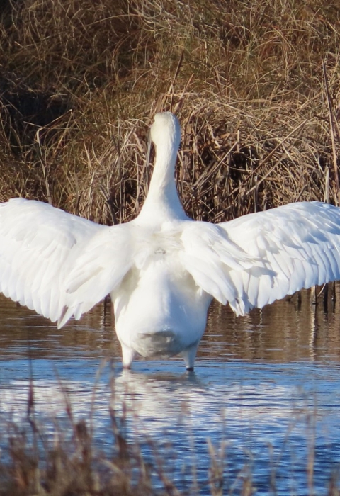 White snow goose standing in blue water with wings spread wide open