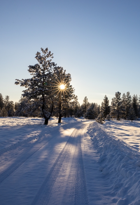 A pine tree partially obstructs a setting sun. A heavy blanket of snow covers a forest floor. A snow covered road leads into the distance.
