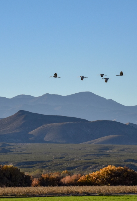 Sandhill Cranes flying over the Refuge from a distance.