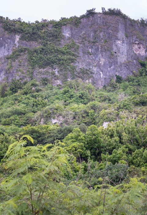 A mountain at the Guam National Wildlife Refuge. It sticks out from the treeline. 