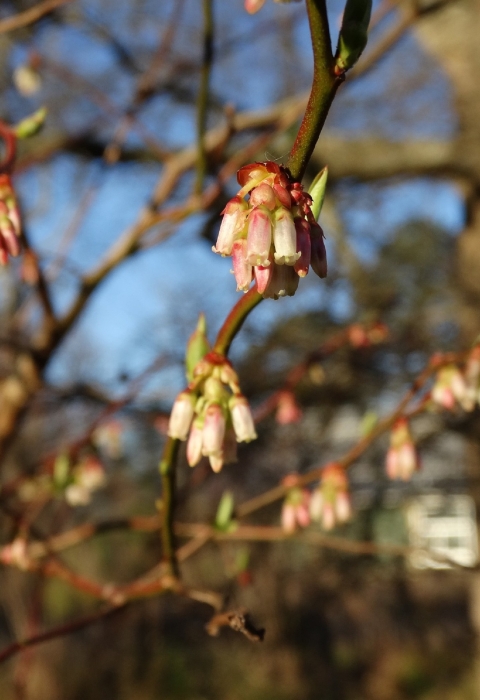 White and pink bell-shaped flowers hand from brown branches