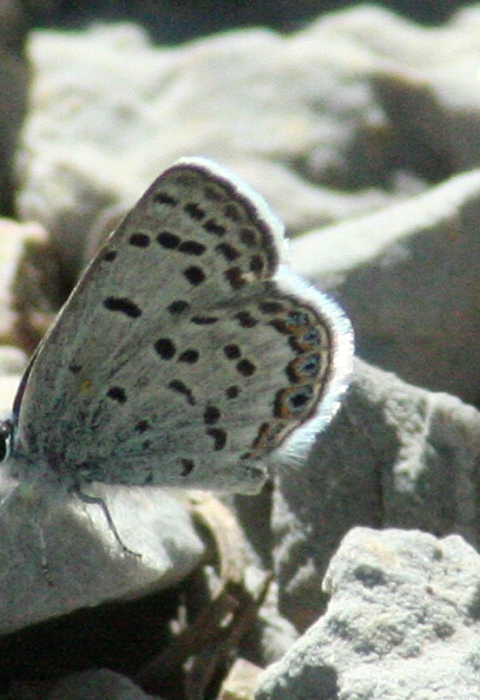 Blue-colored butterfly perched on rock