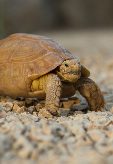 small turtle on gravel
