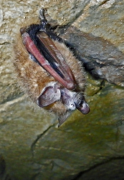 a fuzzy brown bat hangs from a cave ceiling