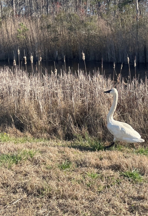 A swan walks on mowed grass in front of a marsh