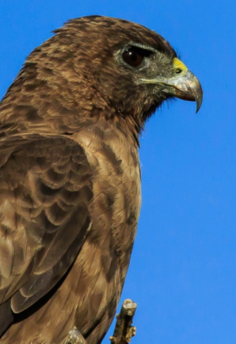 The profile of an ʻio. It has different shades of brown feathers, from light, sandy brown to a dark oak. It also has a yellow beak and large black eye. 