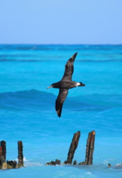 A large-winged bird flies over a turquoise sea.