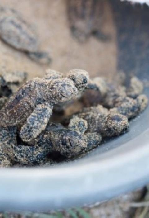  Rescued hawksbill hatchlings are prepared for release after a nest excavation. The babies are crawling out of a blue bucket.