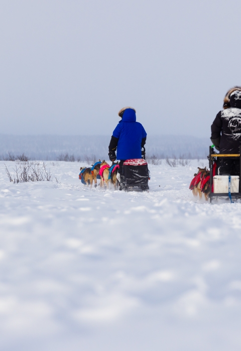 Two dogsled teams cross open tundra with a caribou in the background