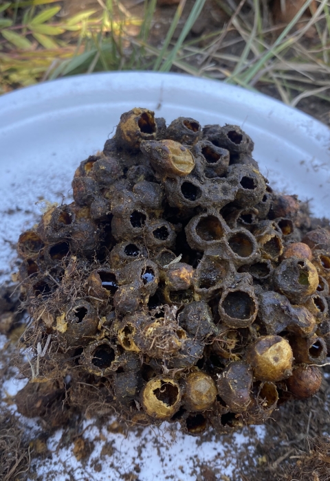 A bumble bee nest on a paper plate