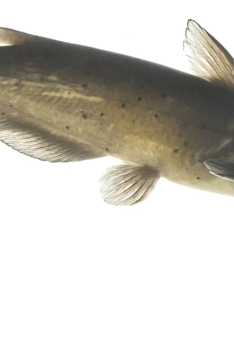 a fish with barbels that look like whiskers 