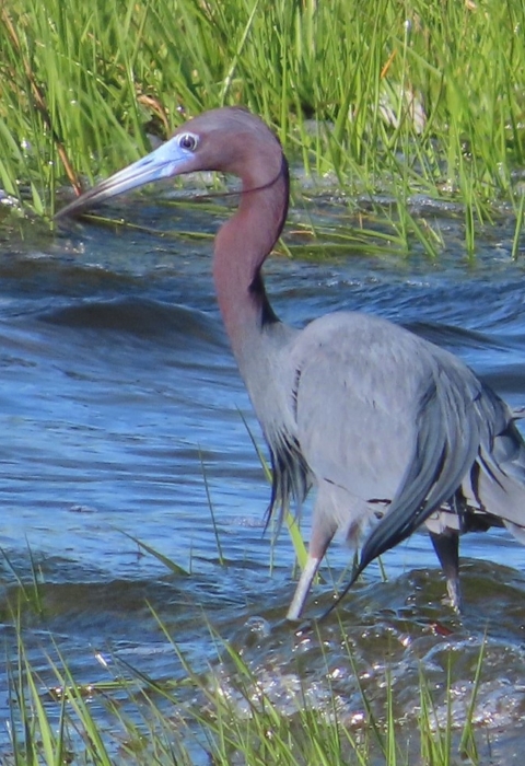 Long-billed blue and purple-necked bird on stilted legs stands in blue shallow water