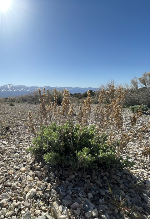 A close up image of a small sagebrush plant growing in gravel under a sunny blue sky with snow-covered mountains in the background. 