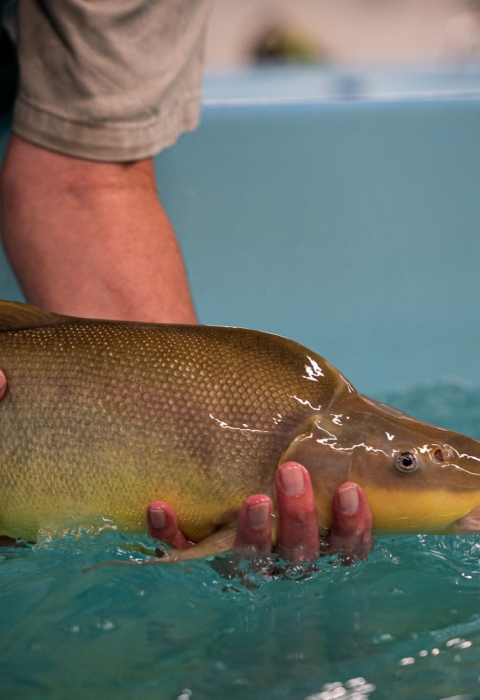 A person holding an adult razorback sucker in water
