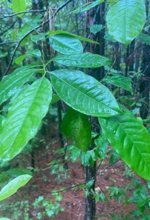 Green oval leaves in a wooded area