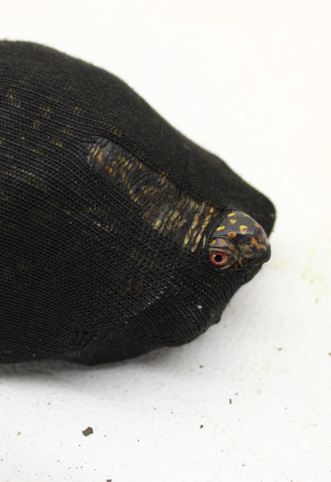 A turtle sticks its head out of as suck it's been stuffed inside