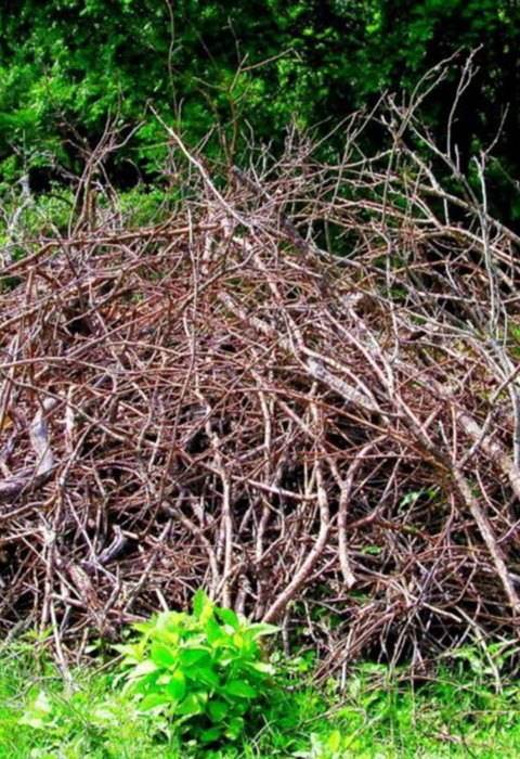 Image of brush pile