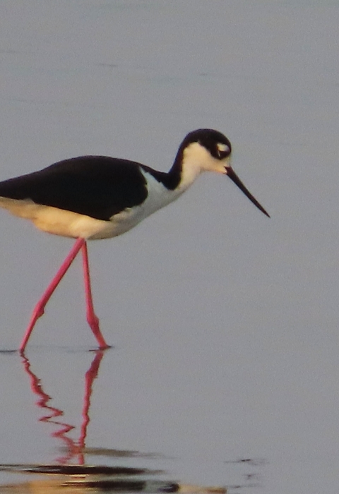 Black & white plumage bird on long pink/red legs wading in blue water