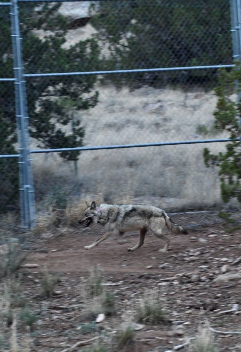 A Mexican wolf runs near a fence at a wolf facility in New Mexico