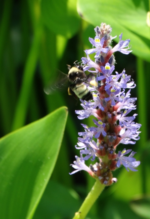 Light purple upright stem of Pickerelweed blossoms surrounded by large green leaves