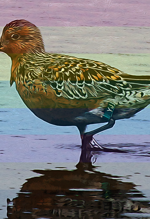 Artistic photo of a red knot standing in water with semi-transparent rainbow flag in background