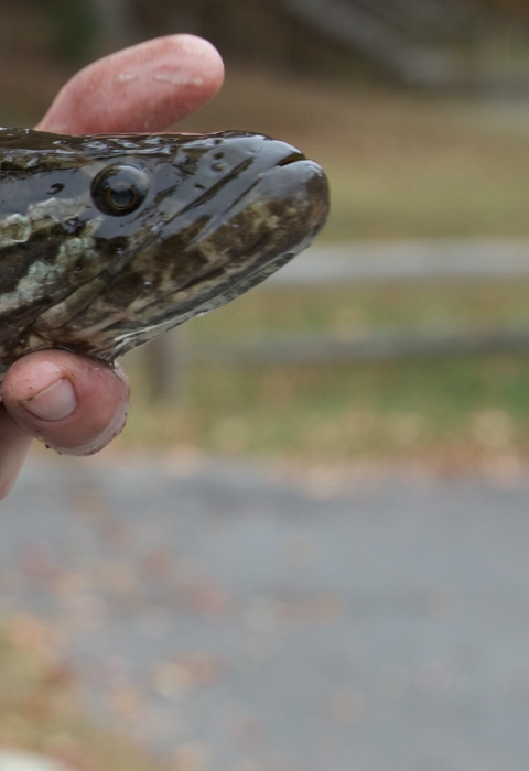 a biologist holding an invasive fish species