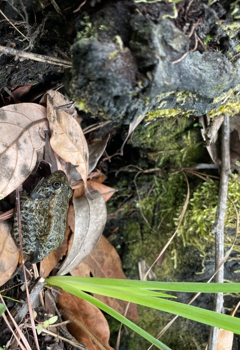 A green frog with dark green spots sitting on a dried leaf next to a sprout of grass on the forest floor.