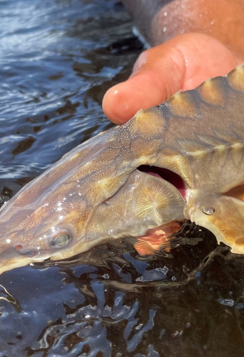 Atlantic sturgeon being released after sampling, St. Marys River 