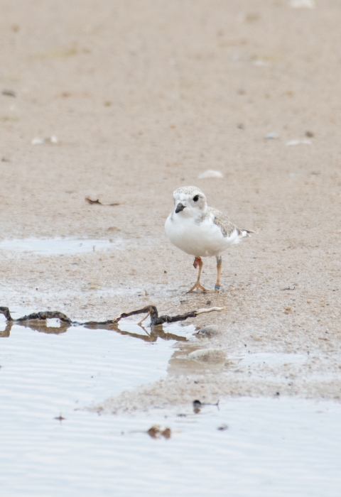 A piping plover chick on a beach