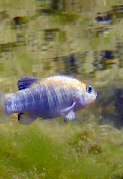 Single blue fish in water with green algae