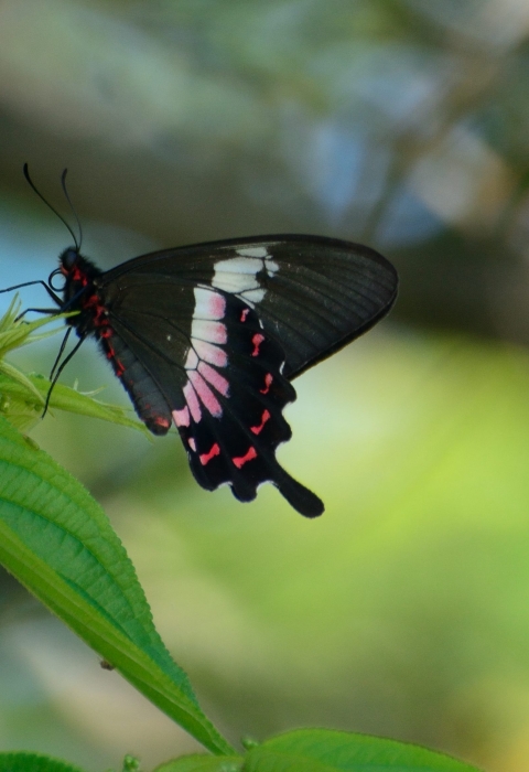 black butterfly with white and rose-red markings on leaf