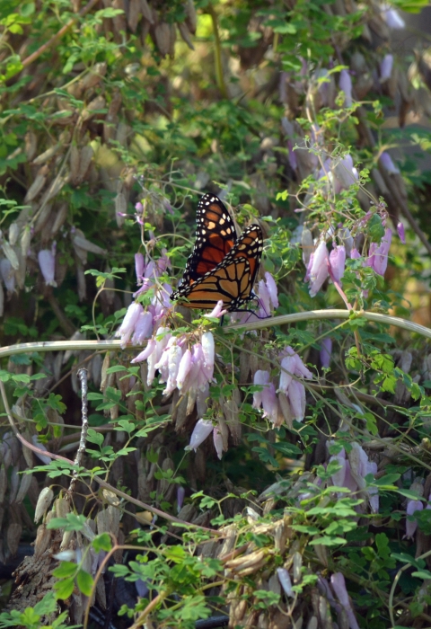 monarch butterfly on purple flowering plant