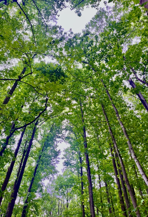 Looking up, the photo shows tall, leaf-covered trees of the forest canopy overhead. 