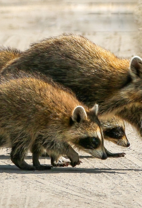A family of raccoons walk across a dirt road