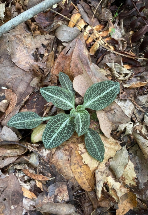 Green leaves with pale vein lines pictured on the forest floor