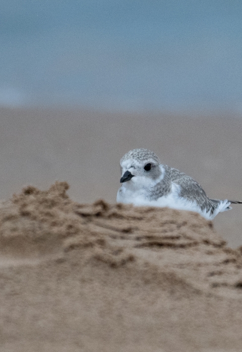 Piping plover chick on the beach