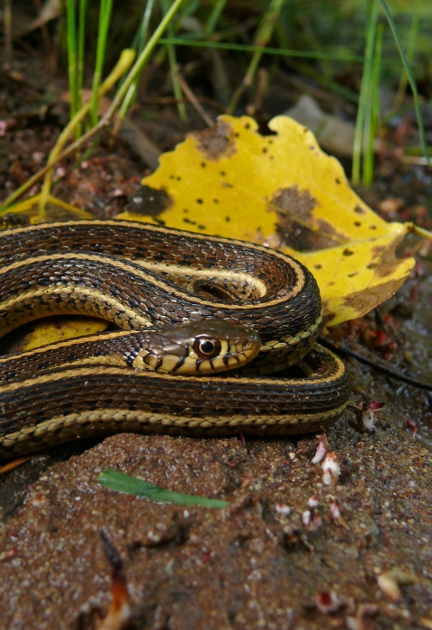 a brown snake with yellow stripes curled up on a berm