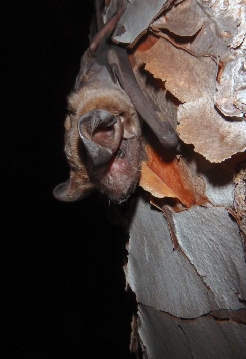 Florida bonneted bat on a tree branch
