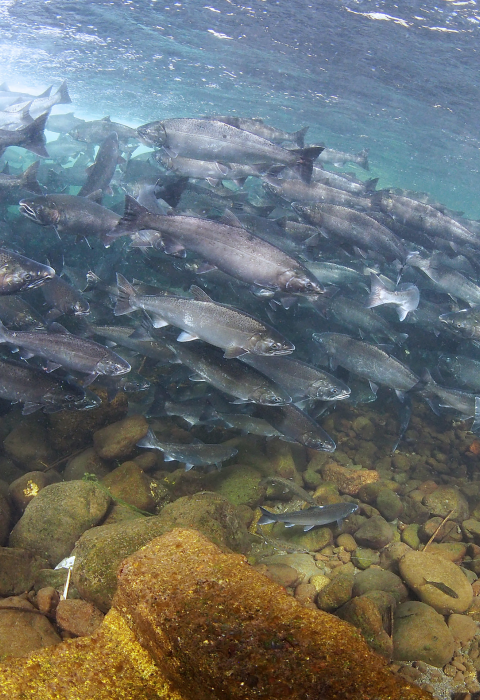 Underwater view of a large group of salmon above a rocky ground. 